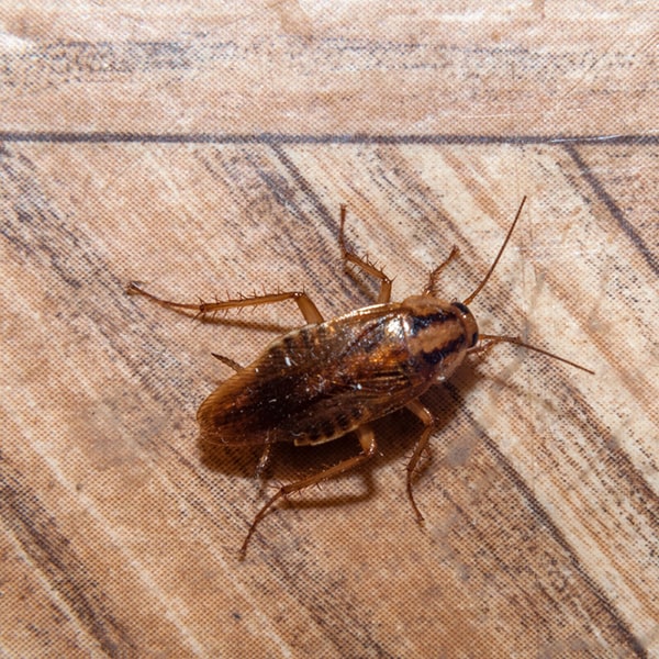 los signos de una infestación de cucarachas incluyen heces, olores desagradables, manchas de grasa y avistamientos frecuentes de cucarachas